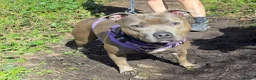Staffordshire Bull Terrier dogs for sale: KC Staffordshire bull terrier pups  in Penarth - Advert 2
