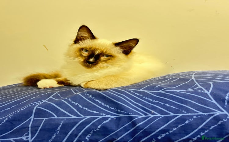 Ragdoll cats - Advert 3