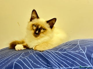 Ragdoll cats - Advert 18