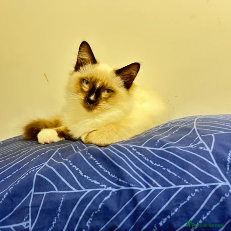 Ragdoll cats - Advert 3