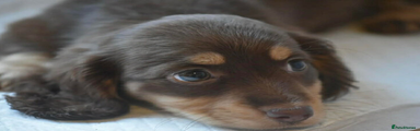 Miniature Dachshund Puppy 6