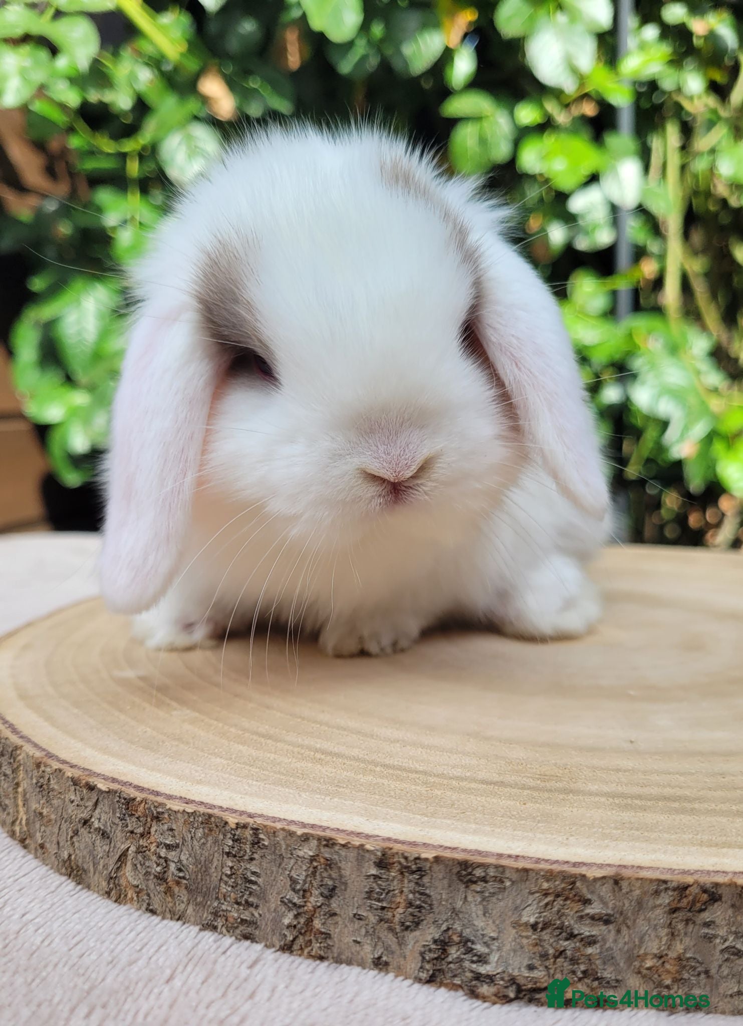 Mini Lop rabbits Beautiful pure bred mini lops - Advert 2