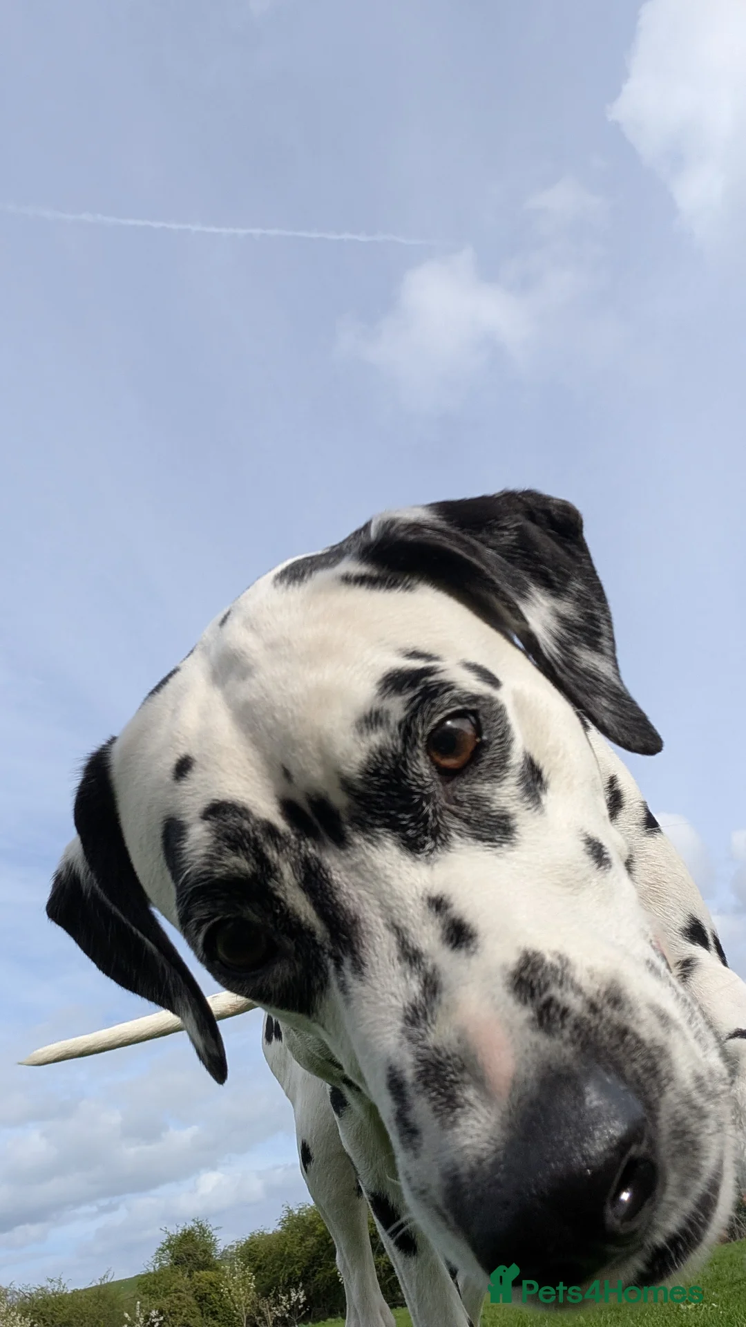 Dalmatian dogs for sale:  Harley, the enchanting half-Aussie is due soon. in Stafford - Advert 24