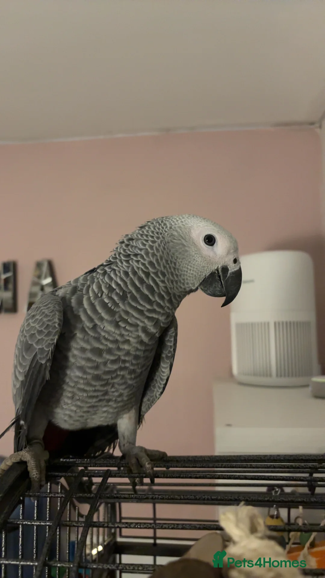 Mixed Breed birds for sale: Baby African grey - Advert 2