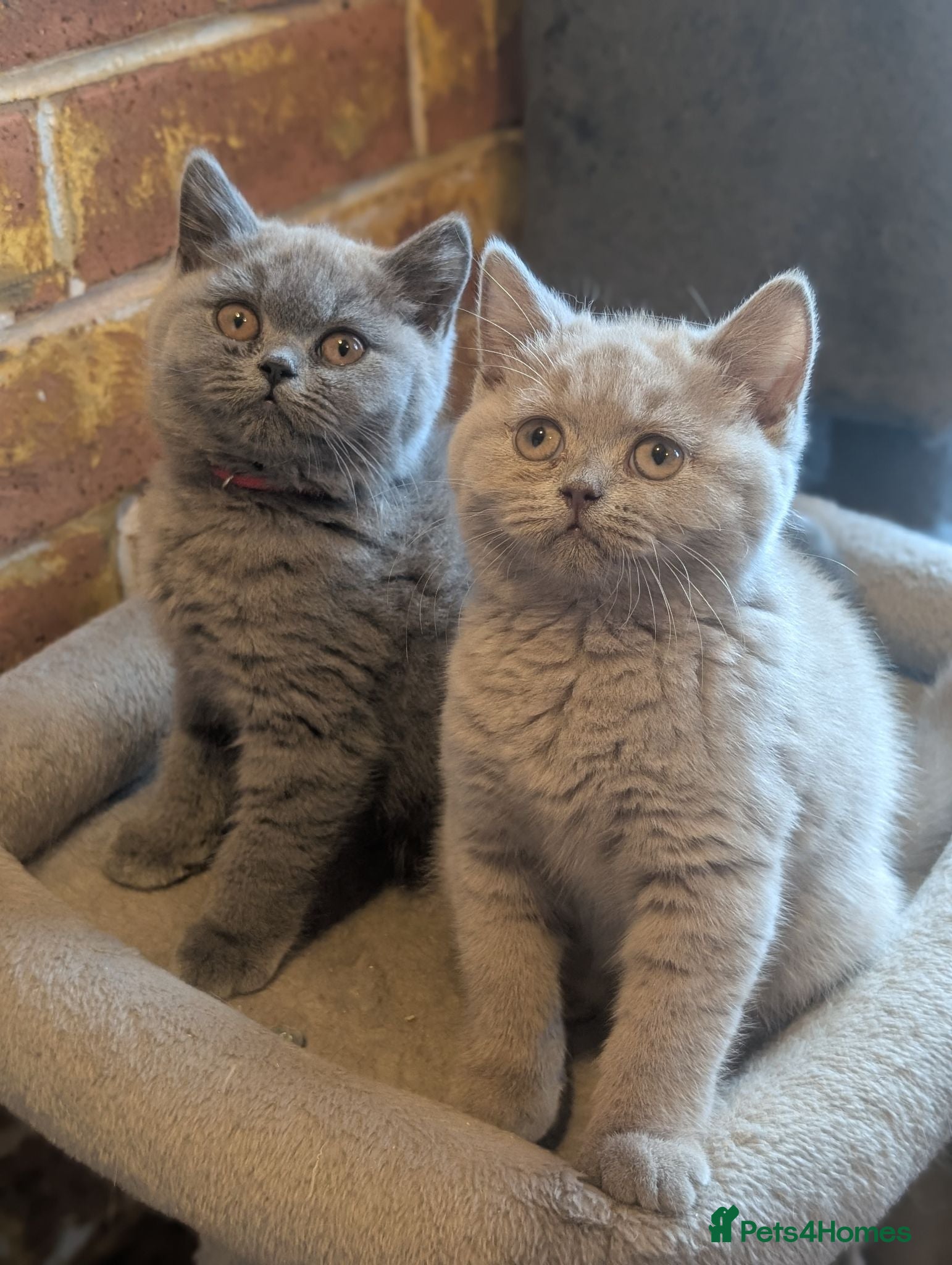 British Shorthair cats GCCF British Shorthair kittens  - Advert 3