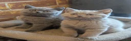 British Shorthair cats for sale: GCCF British Shorthair kittens  - Advert 5
