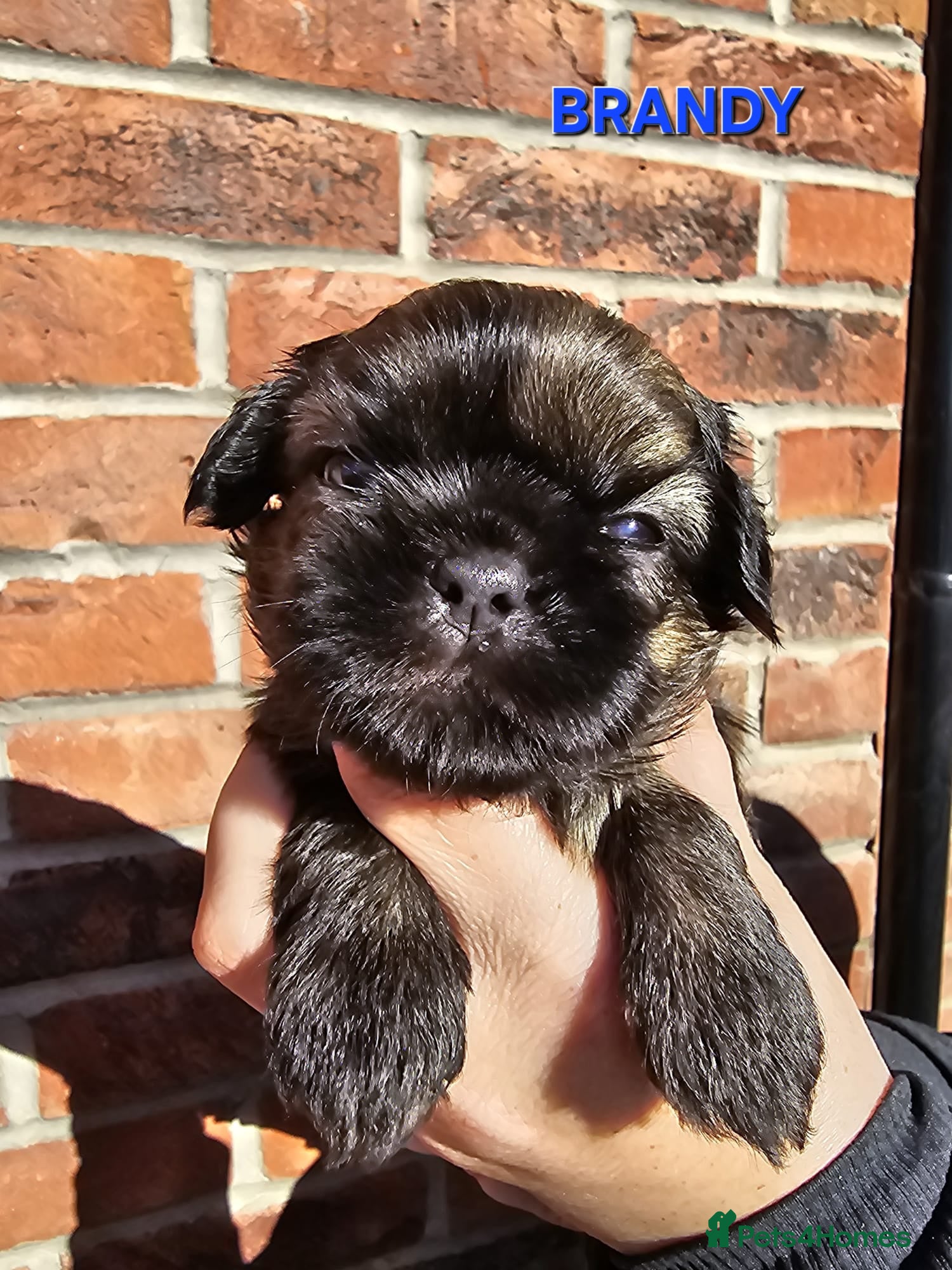 Shih Tzu dogs  💞 PURE STANDARD SHIH TZU 💕 - Advert 6