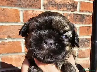 Shih Tzu dogs 💞 PURE STANDARD SHIH TZU 💕 - Advert 6