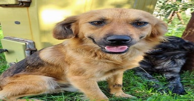 Mixed Breed dogs - Advert 7
