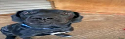 Mixed Breed dogs for adoption: Jessie - Springador in Wells - Advert 3