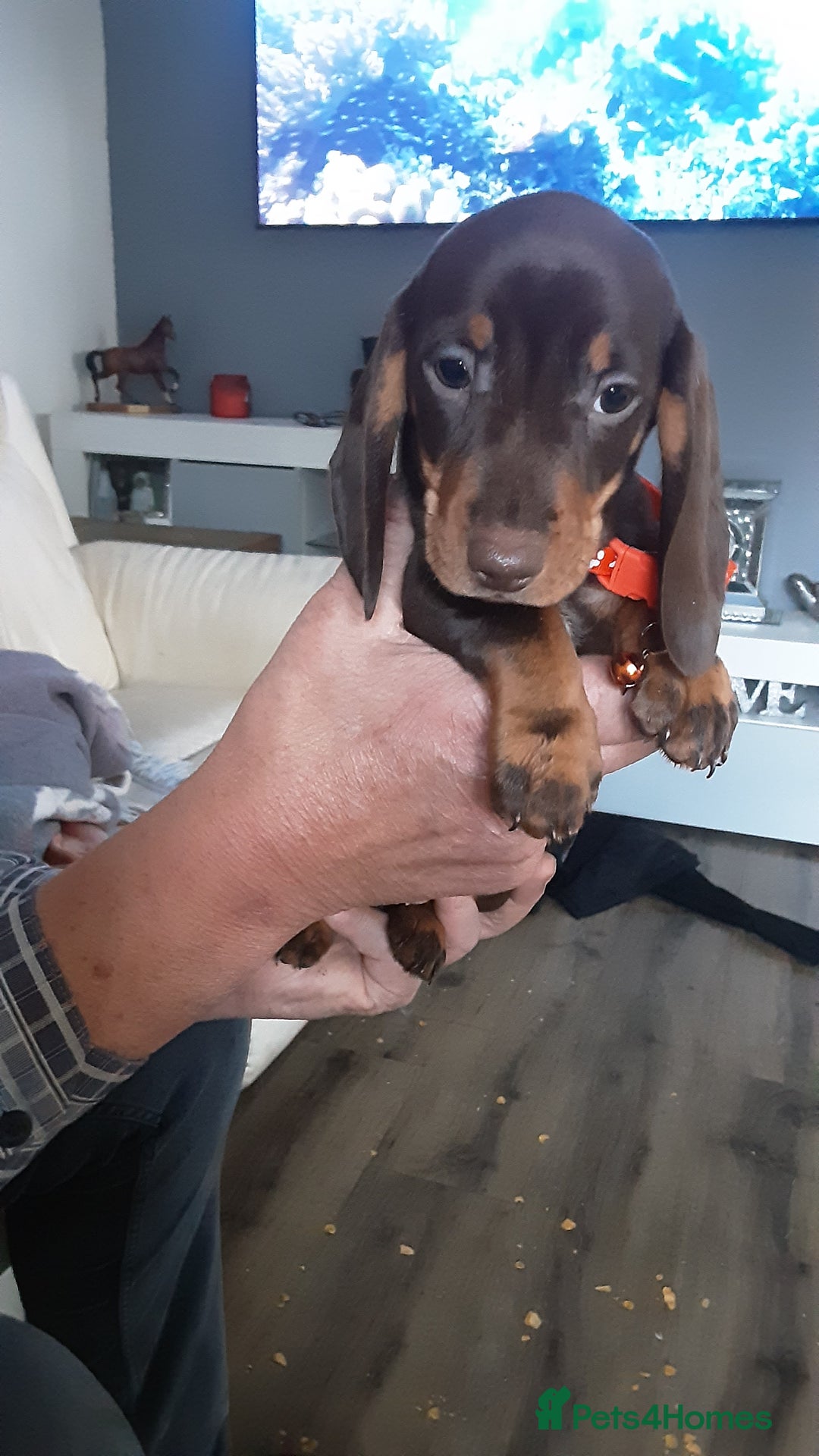 Miniature Dachshund dogs for sale: KC CHOCOLATE & TAN MINI DASCH - Image 5