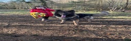 German Shepherd dogs for stud: FOR STUD (PROVEN)  in Doncaster - Advert 6