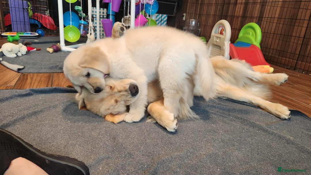 Golden Retriever dogs for sale: 2 Golden Retriever Puppies For Sale - Image 6