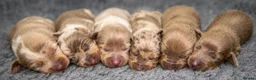 Miniature Dachshund dogs for sale: KC Miniature Dachshund Puppies in Birmingham - Advert 4