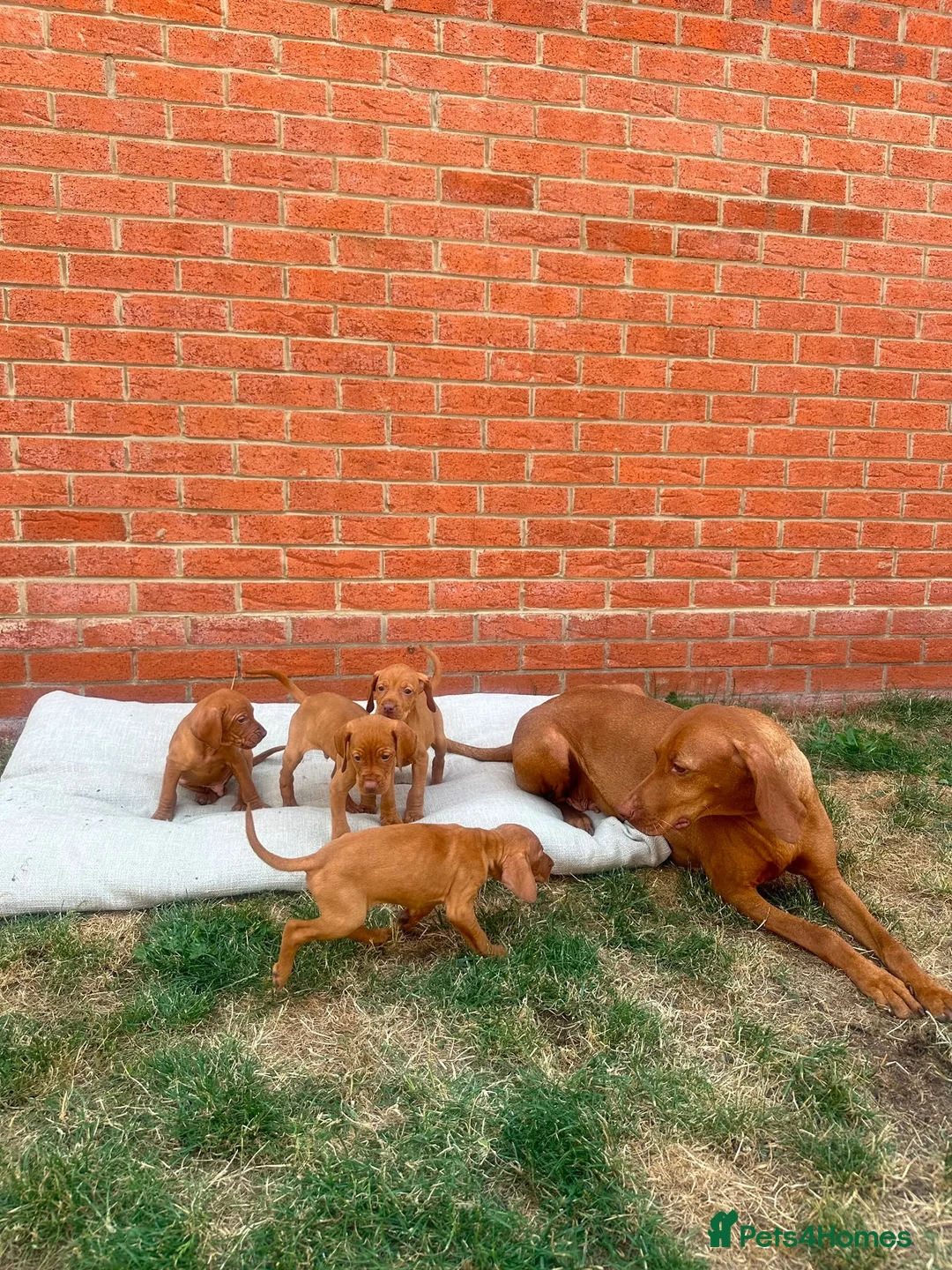 Hungarian Vizsla dogs for sale: KC registered Hungarian Vizsla puppies in Aberlour - Advert 16