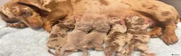Miniature Dachshund dogs for stud: ISABELLA AND TAN MINIATURE DACHSHUND  in Sunderland - Advert 16