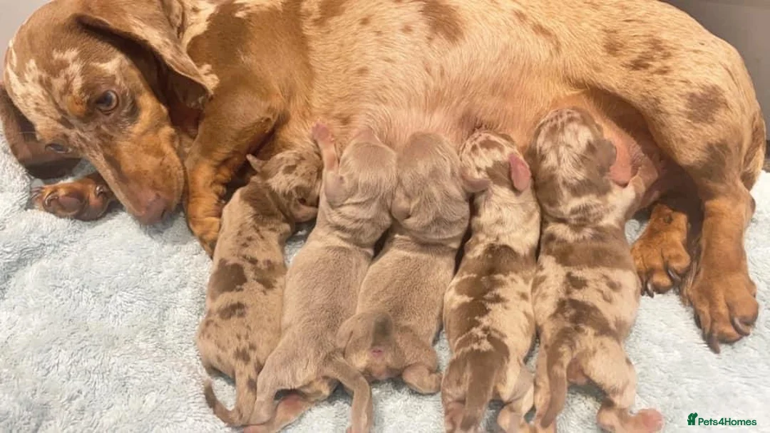 Miniature Dachshund dogs for stud: ISABELLA AND TAN MINIATURE DACHSHUND  in Sunderland - Advert 16