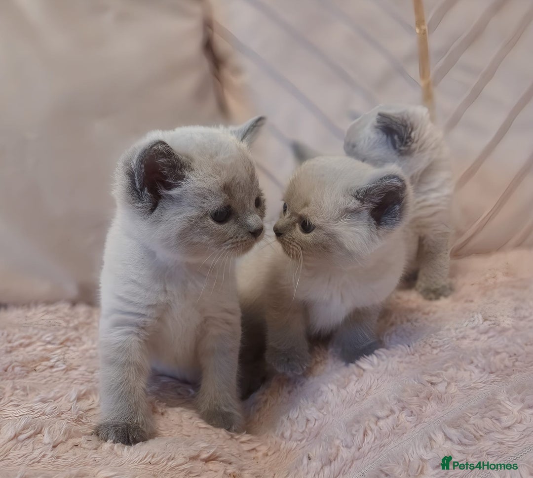 Ragdoll cats for sale: RAGDOLL X BSH KITTENS ❤️ - Image 6