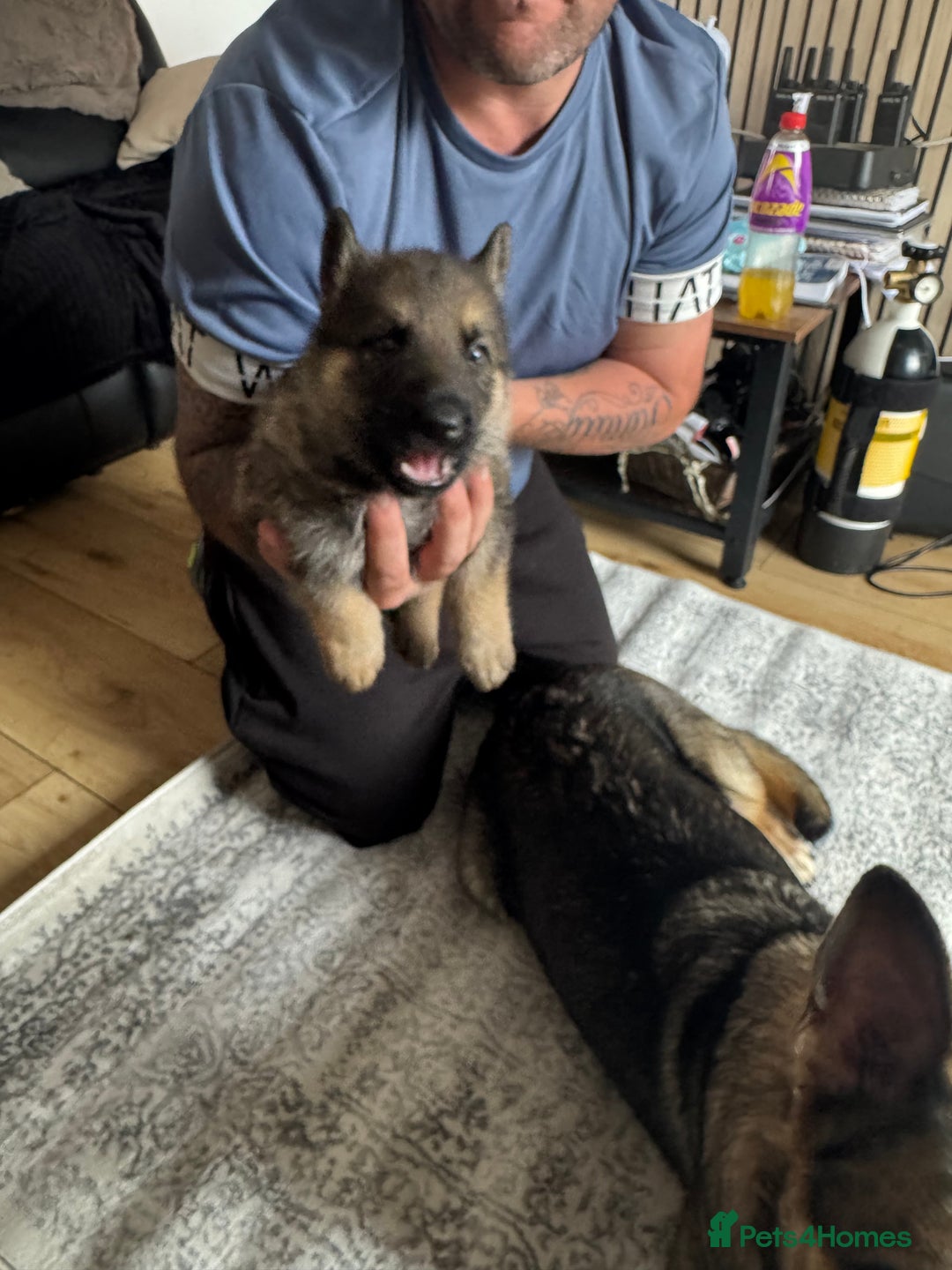 German Shepherd dogs for sale: 3 German shepherd puppies - Image 25
