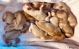 Golden Retriever dogs for sale: Deep Fox Red Golden Retriever Puppies  - Image 10