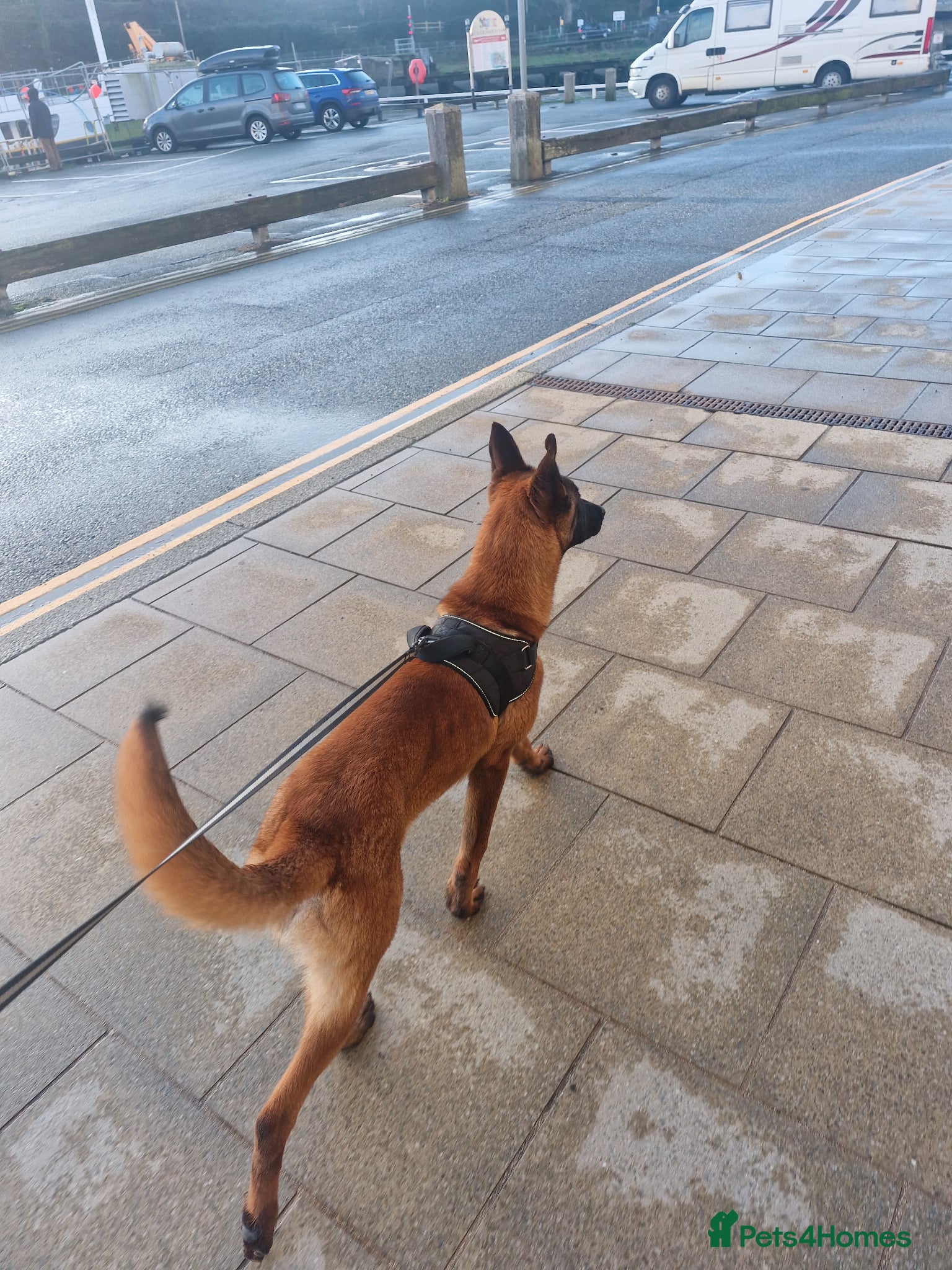 Mixed Breed dogs Belgian Malinois X German Shepherd - Advert 6