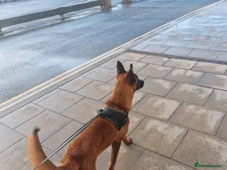 Mixed Breed dogs Belgian Malinois X German Shepherd - Advert 6