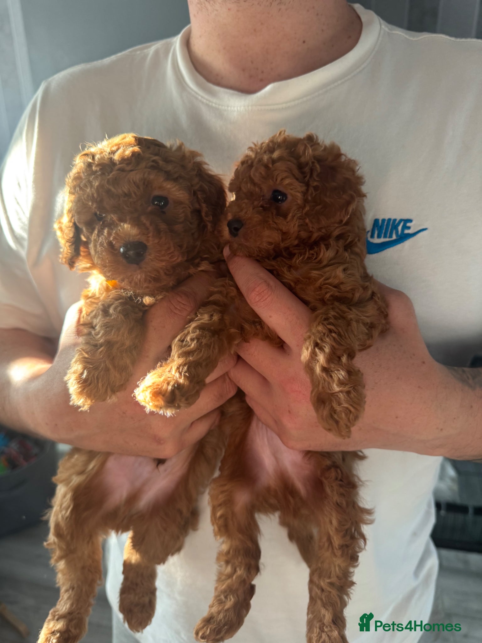 Cavapoo dogs Two beautiful Fox Red Cavapoo pups - Advert 5