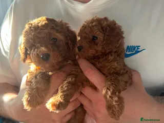 Cavapoo dogs Two beautiful Fox Red Cavapoo pups - Advert 5