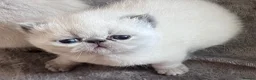 Exotic cats for sale: Colourpoint Exotic Shorthair kittens - Advert 15
