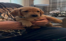 Labrador Retriever dogs for sale: Fox Red Labrador Puppies - Advert 5