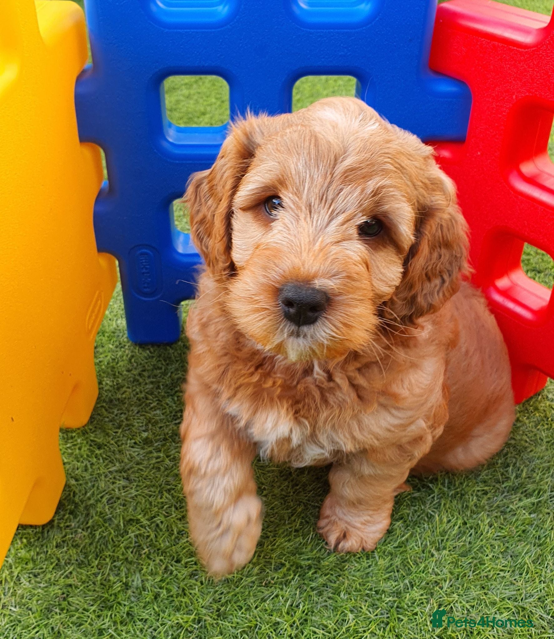 Australian Labradoodle dogs Health tested Australian Double Doodle  - Advert 2