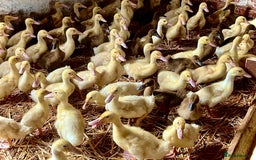 Ducks poultry for sale: Female Ducklings For Sale - Image 1