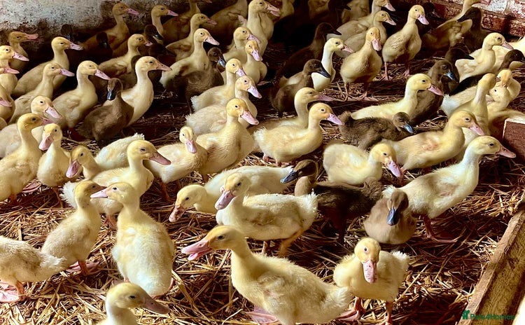 Ducks poultry - Advert 2