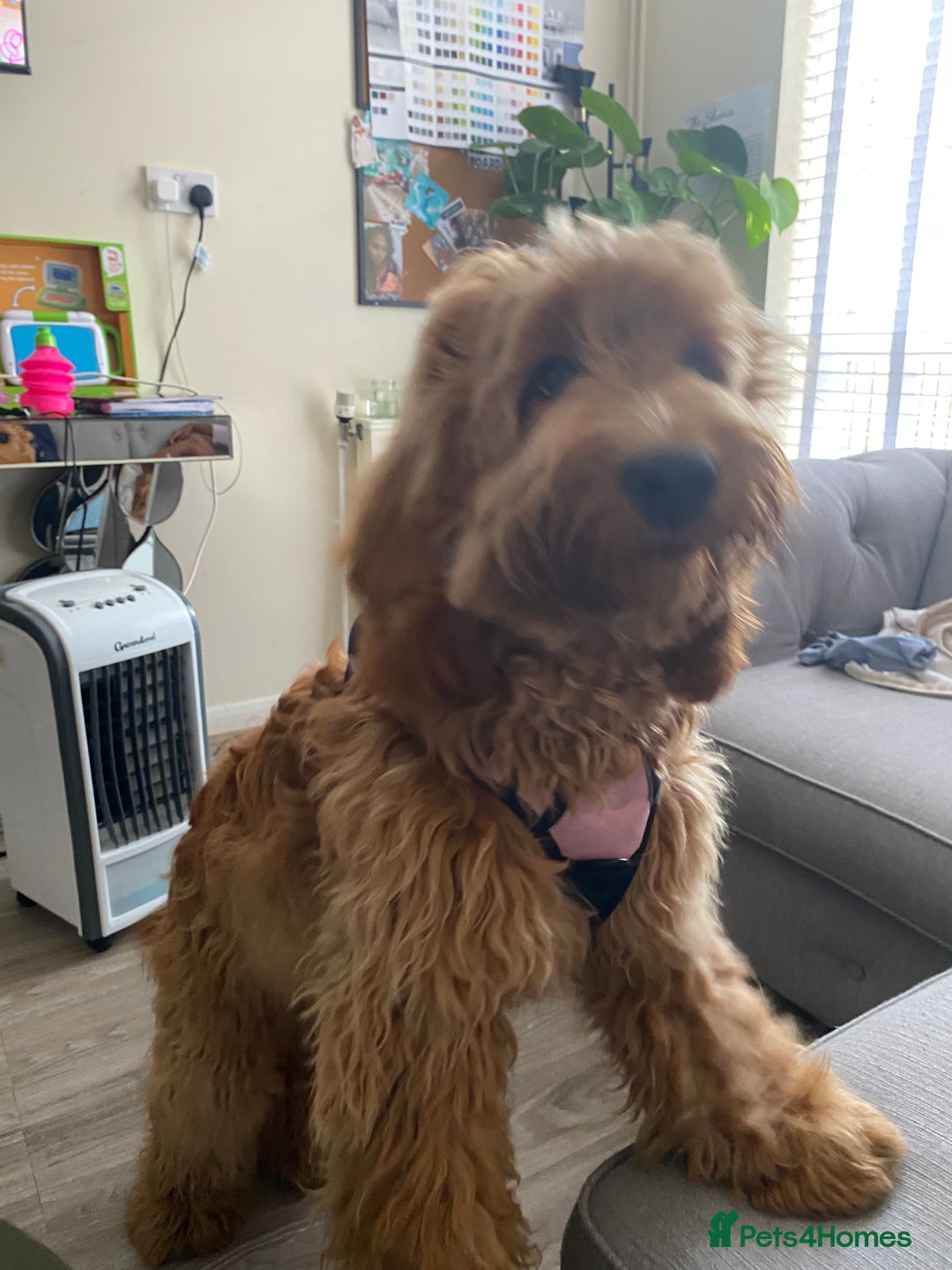 Cockapoo dogs for sale: Meet Zara – Your New Best Friend  - Image 6