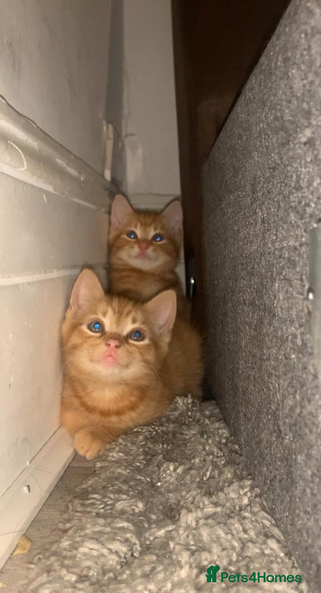 Bengal cats for sale: 2 x Beautiful Ginger - bengal mix - Advert 7