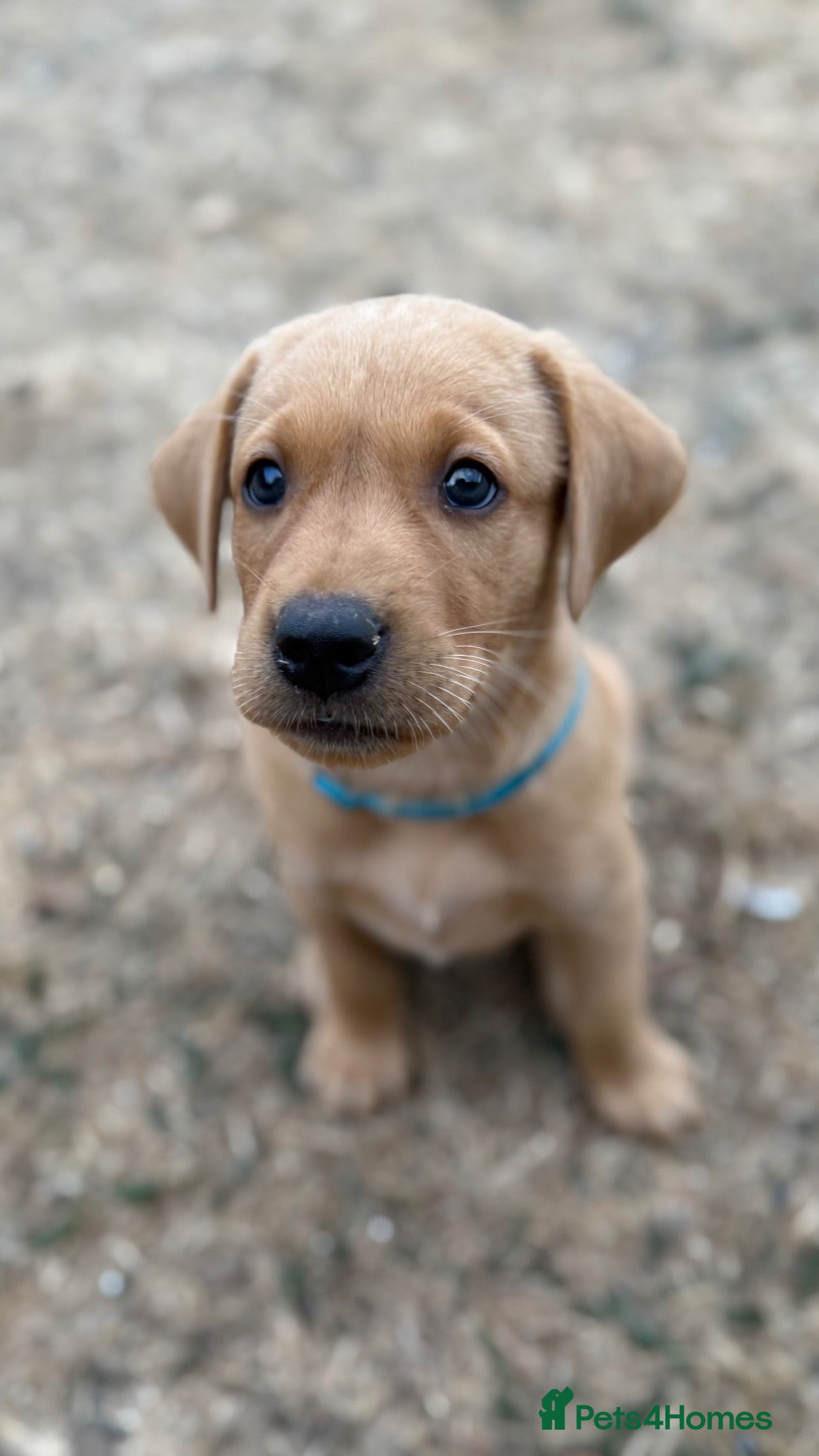 Labrador Retriever dogs KC Registered Working Labrador Puppies 🐾 - Advert 2