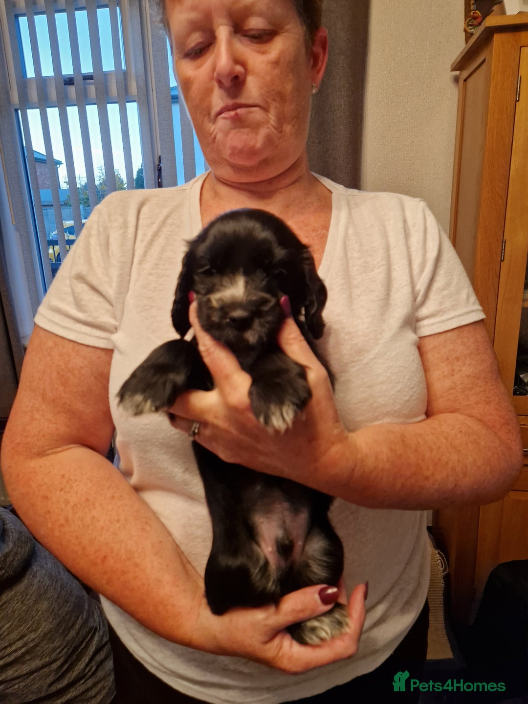Cocker Spaniel dogs for sale: Cocker spaniel puppies for sale - Image 12