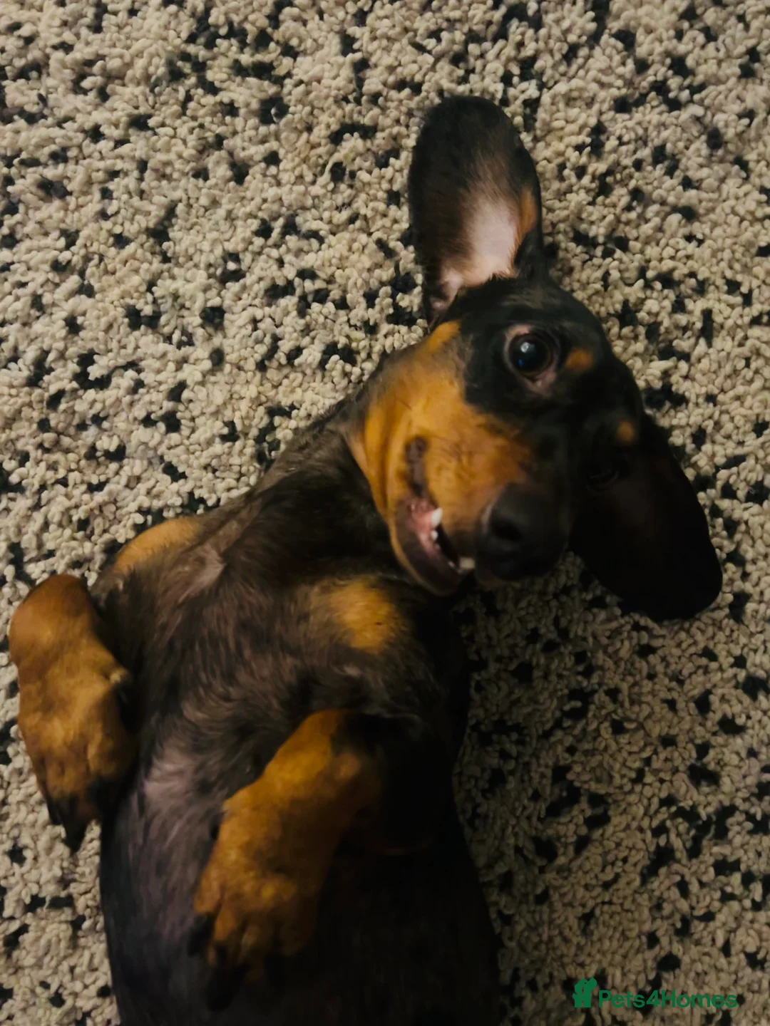 Miniature Dachshund dogs for stud: Miniature dapple dachshund  - Advert 3