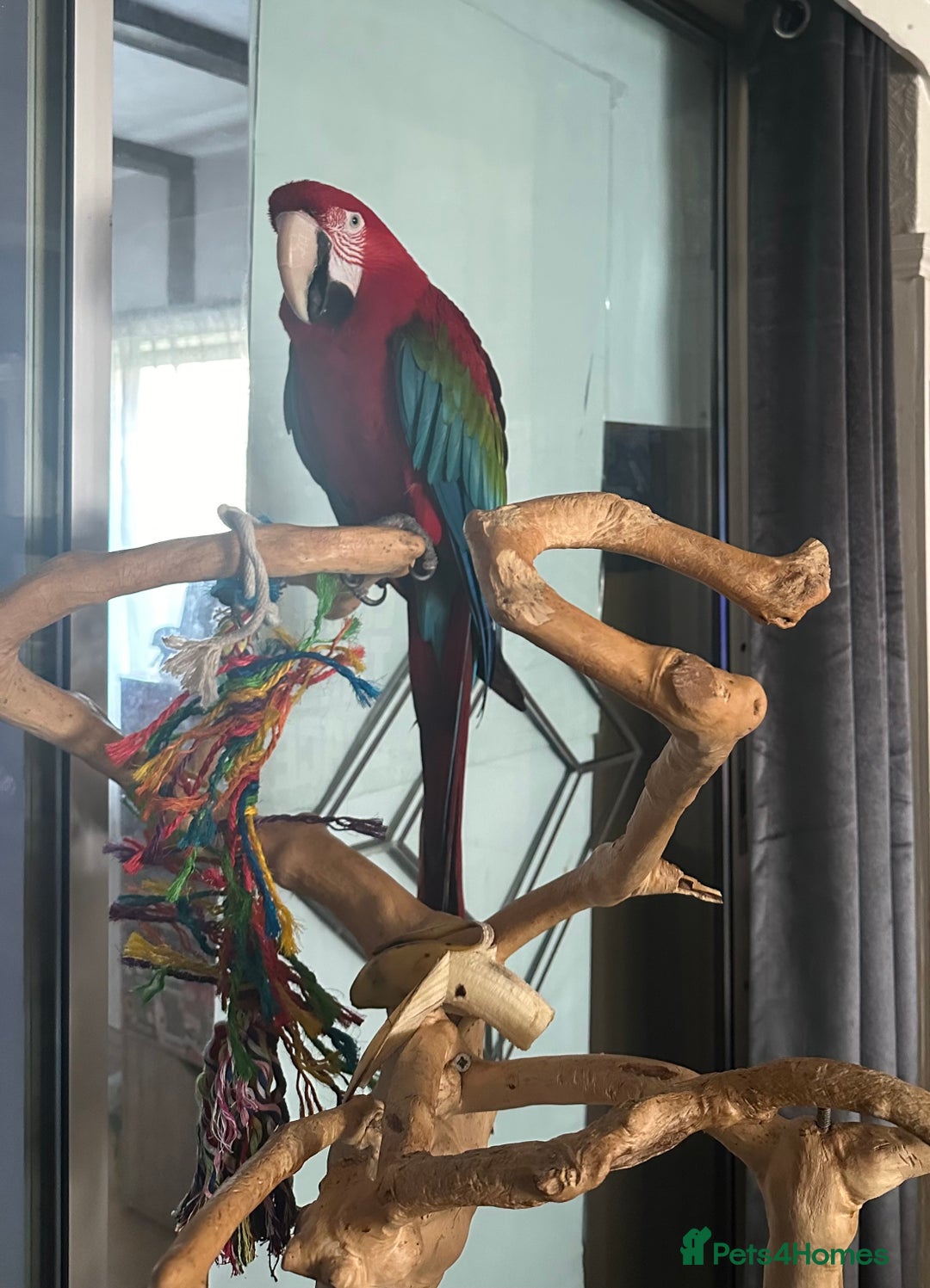 Macaws birds for sale: Macaw  - Advert 4