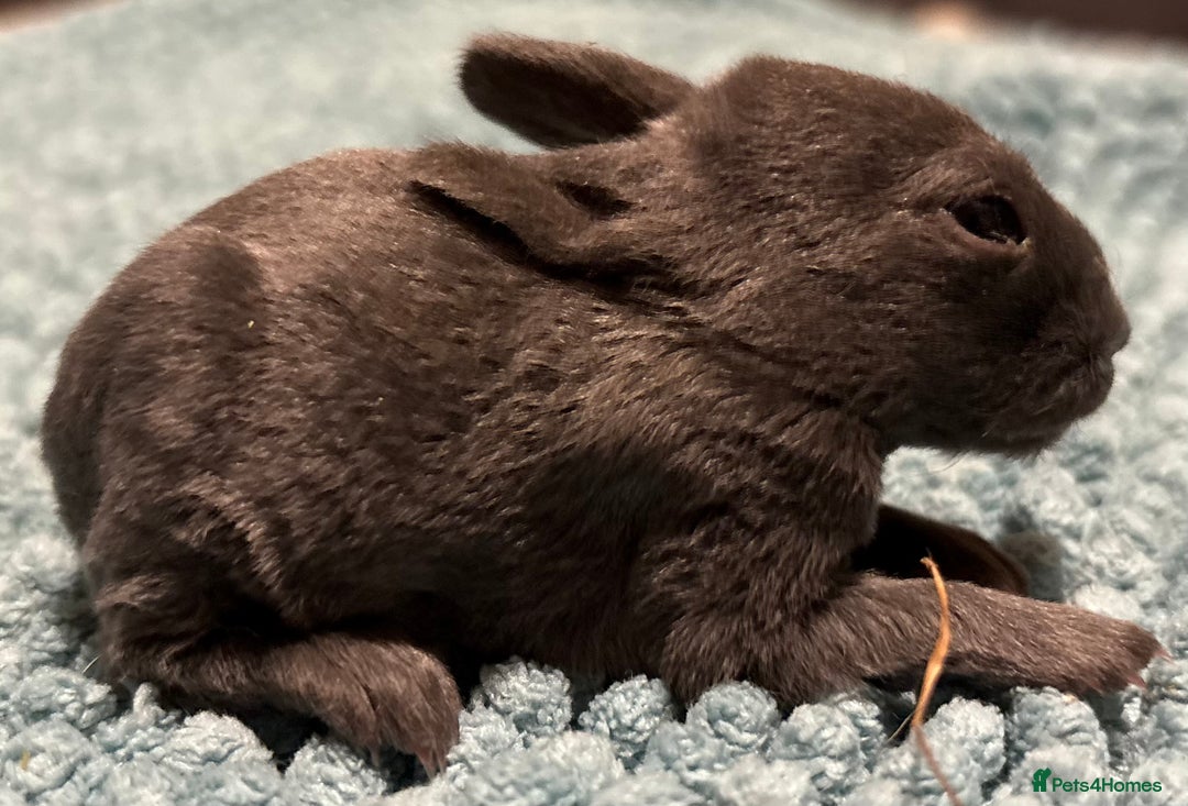 Rex rabbits for sale: Two beautiful rabbit litters - Image 8