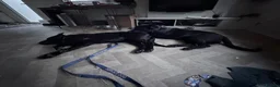 Sheprador dogs for sale: Puppy for sale - Advert 2