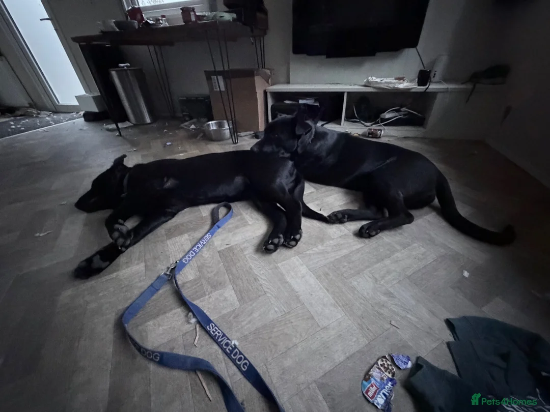 Sheprador dogs for sale: Puppy for sale - Advert 2