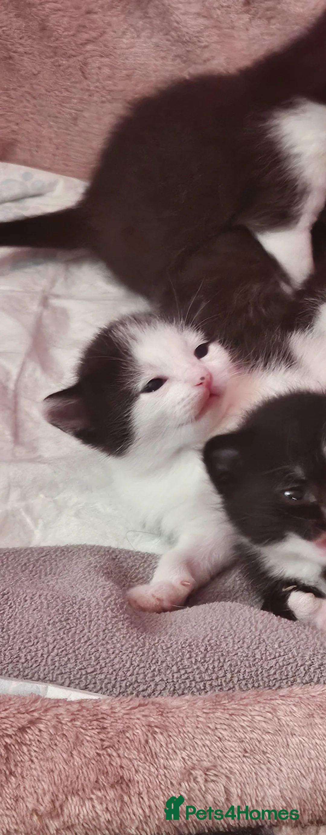 British Shorthair cats for sale: Kittens from loving home looking for their person  in Rochester - Advert 2