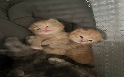 Maine Coon cats for sale: Beautiful kittens for sale  - Image 2