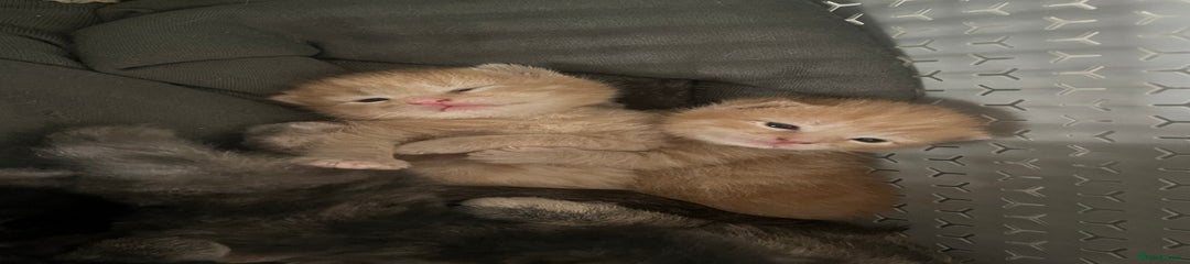 Maine Coon Kitten 1
