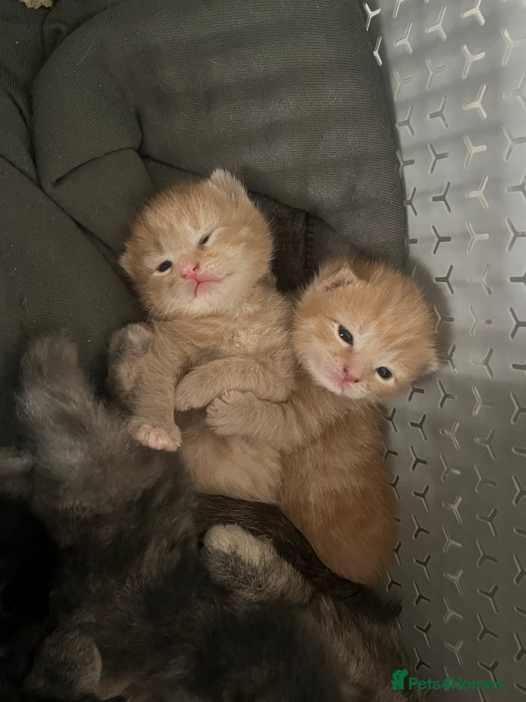 Maine Coon cats for sale: Beautiful kittens for sale  - Image 2