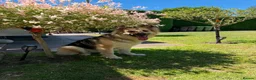 German Shepherd dogs for sale: Silverback German shepherd girl - Advert 1