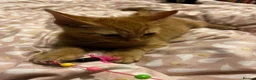Mixed Breed cats for sale: 🐱 4 Kittens & Their Mum Looking for a Loving Home in Enfield - Advert 8