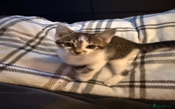 Mixed Breed cats for sale: 2 Gorgeous tabby boys left! - Advert 5
