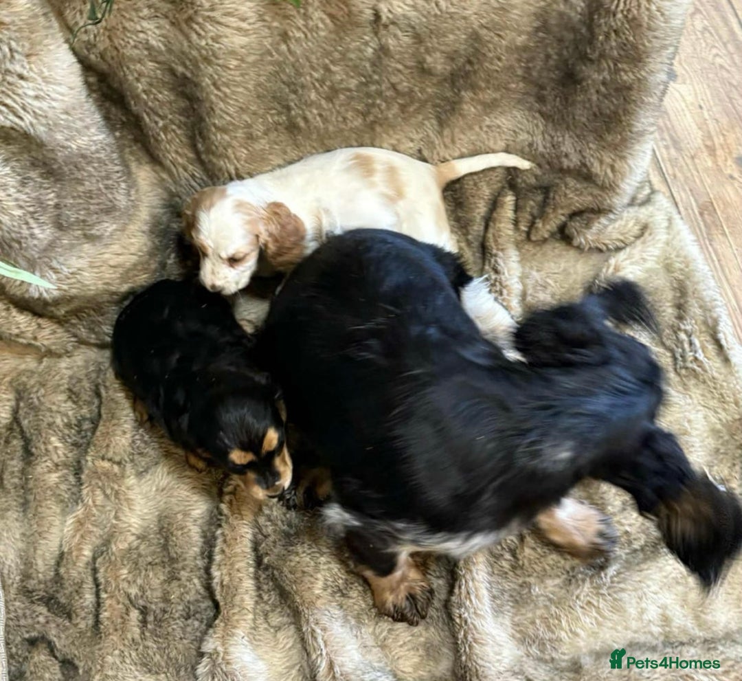 Cocker Spaniel dogs for sale: Beautiful cocker spaniel boy - Show x Working Type - Advert 9